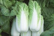 (C) Chinese Cabbage Bilko H seeds (30s) (125531)
