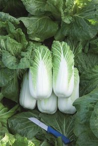 (C) Chinese Cabbage Bilko H seeds (30s) (125531)