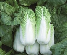 (C) Chinese Cabbage Bilko H seeds (30s) (125531)