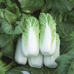 (C) Chinese Cabbage Bilko H seeds (30s) (125531)