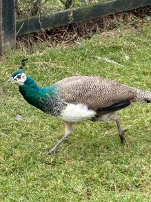 Peafowl