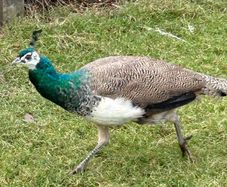 Peafowl