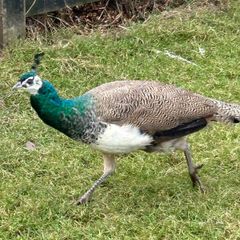 Peafowl