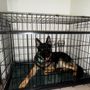 XL Dog Cage
