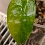 No.11 Monstera Siltepecana Variegated Image 7