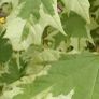 Maple drumondii 200cm Image 4