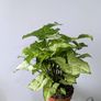 Syngonium Arrowhead Plant Image 2