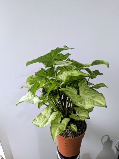 Syngonium Arrowhead Plant