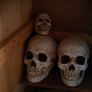 Skulls Image 5