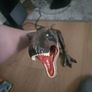 dinasour Image 7
