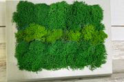Frame 03 - 20x25cm natural moss