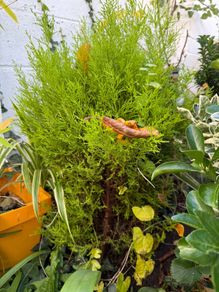 outdoor plants