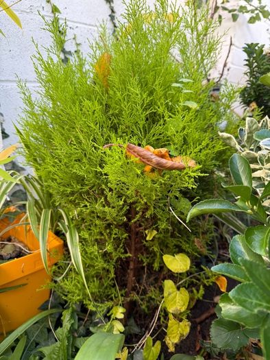 outdoor plants
