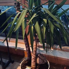 Yukka - large
