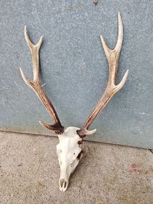 sika antlers