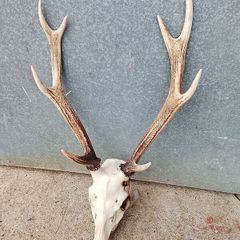 sika antlers