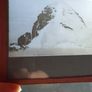 photographic plates from 1930s Image 4