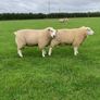 Belclare PBR Ram Lambs Image 5