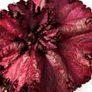 Begonia Image 2