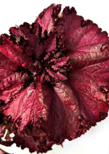 Begonia