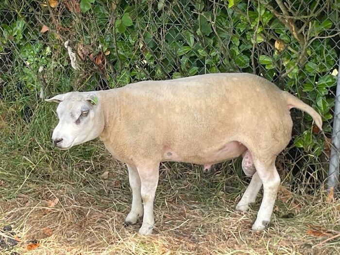 Pedigree Beltex Ram