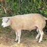 Pedigree Beltex Ram Image 3