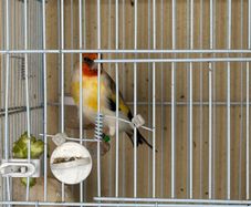 3  Siberian goldfinches