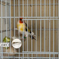 3  Siberian goldfinches