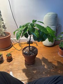 Arabica coffee plant sale