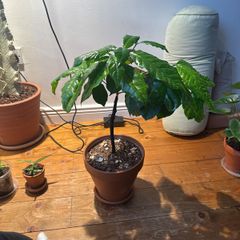 Arabica coffee plant sale