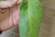 Hoya Meredithii