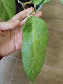 Hoya Meredithii