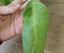 Hoya Meredithii