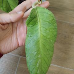 Hoya Meredithii