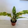 Philodendron Ring of Fire Plant Image 4
