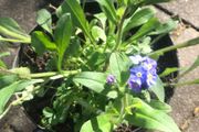 5 plants forget-me not cottage garden