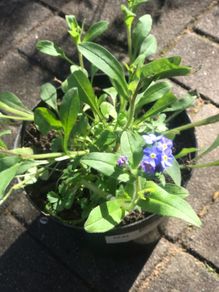 5 plants forget-me not cottage garden