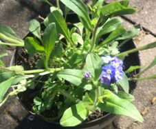 5 plants forget-me not cottage garden
