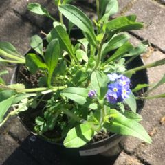 5 plants forget-me not cottage garden