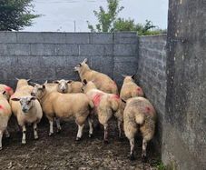 Ewe lambs