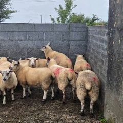 Ewe lambs