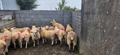 Ewe lambs