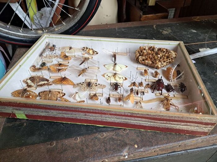 Vintage Entomological Insect Display