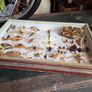 Vintage Entomological Insect Display Image 6