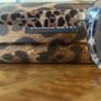 Genuine Dolce and Gabbana Red Leopard Print Sunglasses Image 5