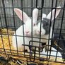 rabbits Image 2