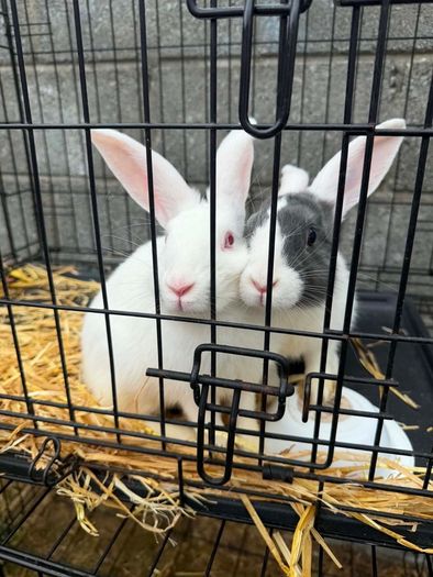 rabbits