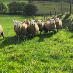 Cheviot Ram Lambs