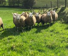 Cheviot Ram Lambs