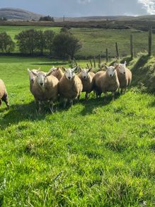Cheviot Ram Lambs